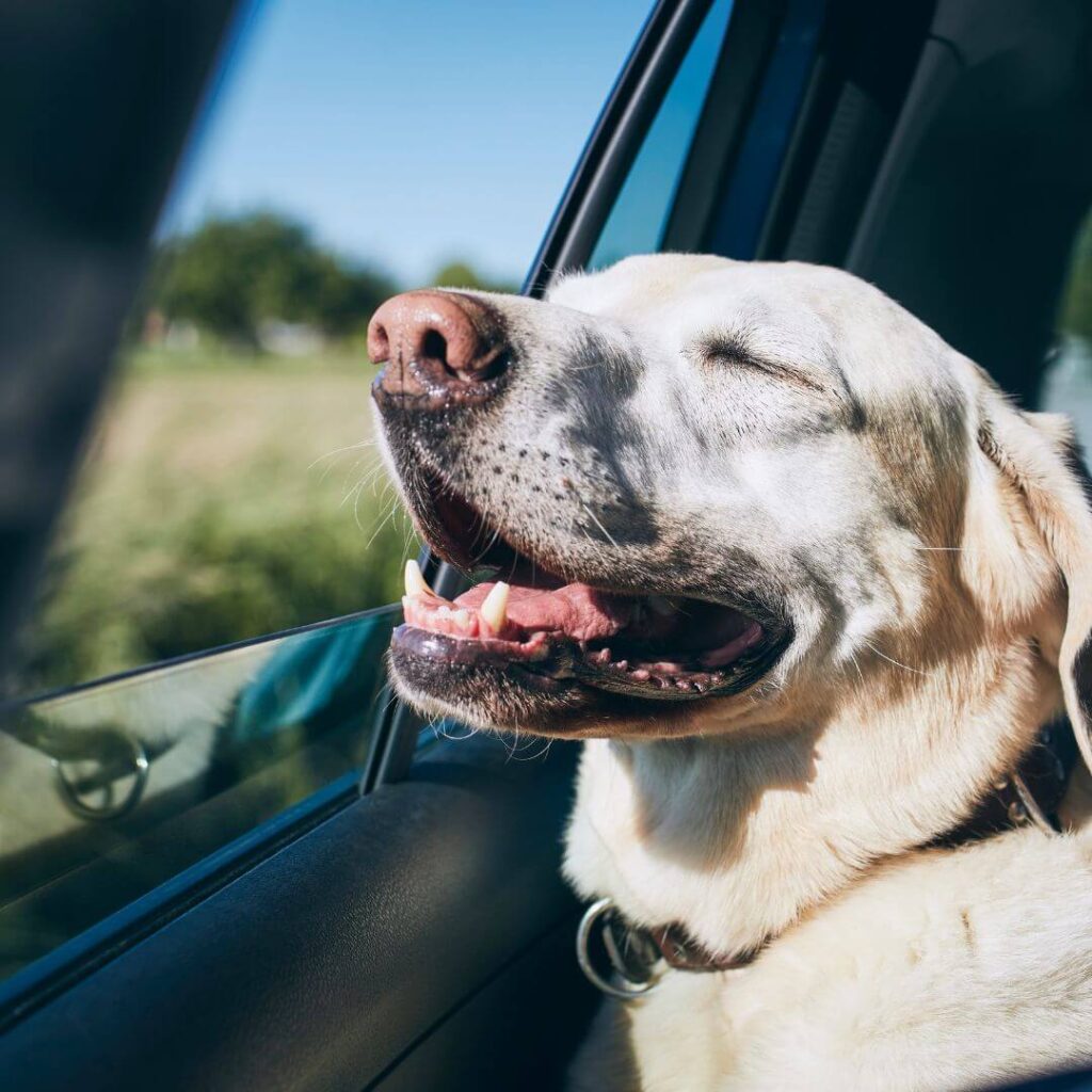 happy dog going for a ride